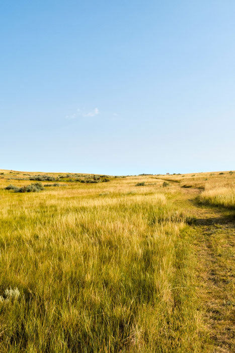 Elysian Sweetgrass Scented Candle