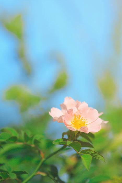 Elysian Sweetgrass Scented Candle