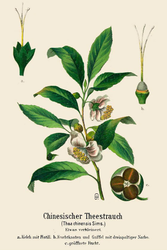 Tea Lab with Raazi Tea